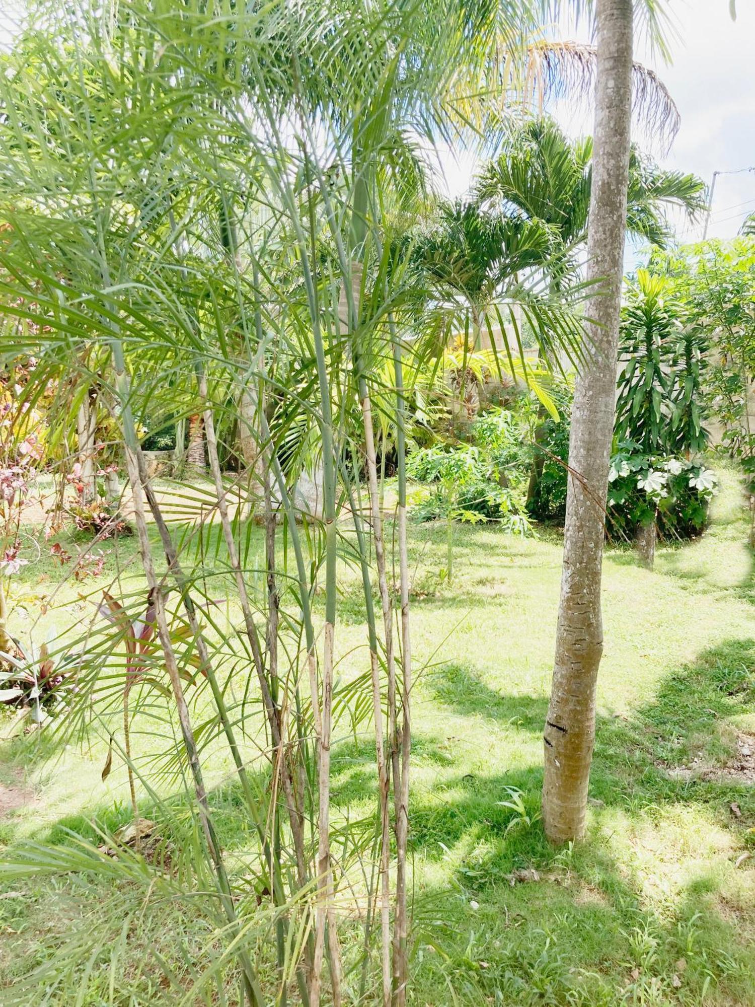 Green Paradise Leona Vicario Luaran gambar