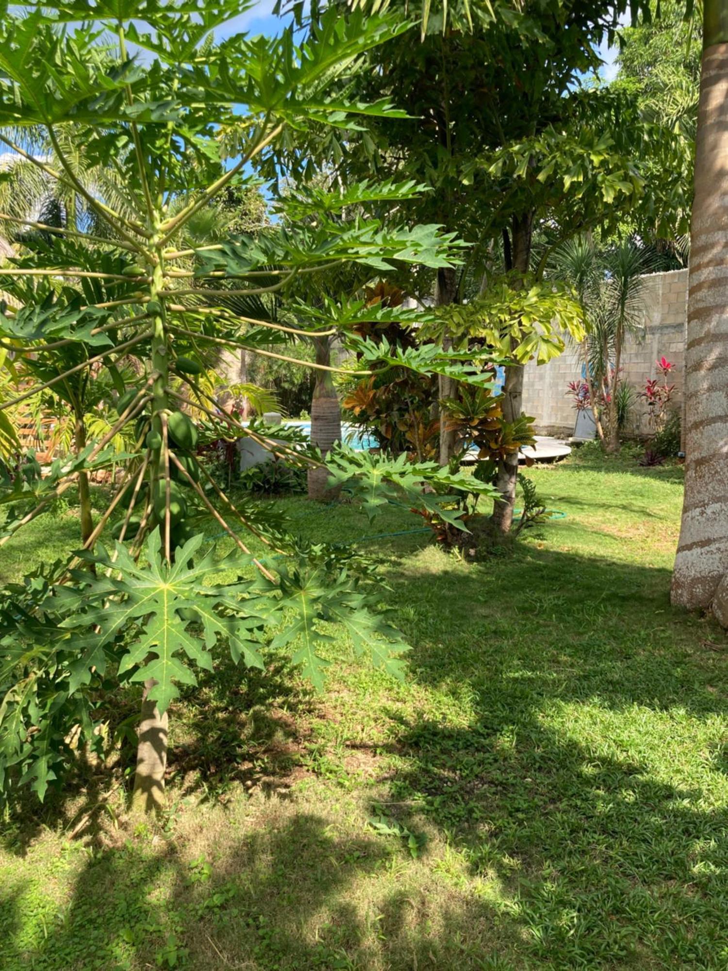 Green Paradise Leona Vicario Luaran gambar