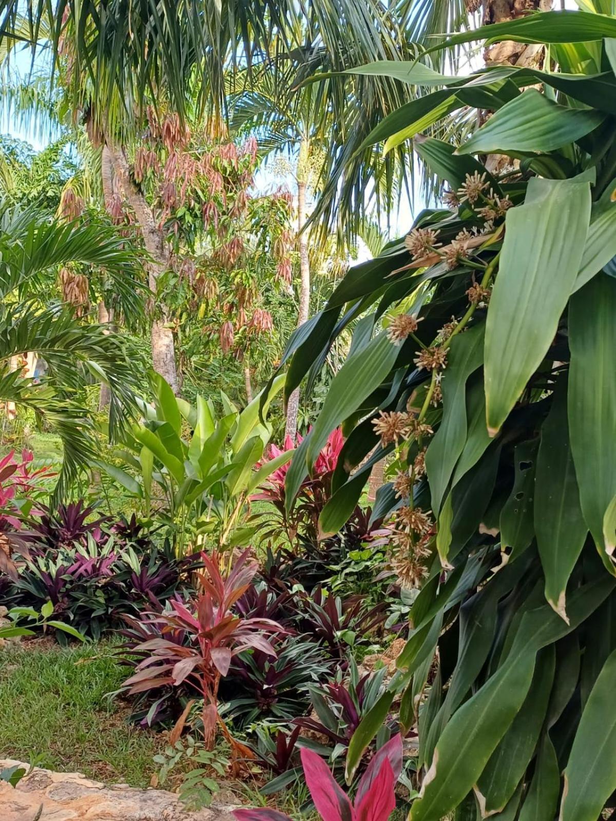 Green Paradise Leona Vicario Luaran gambar